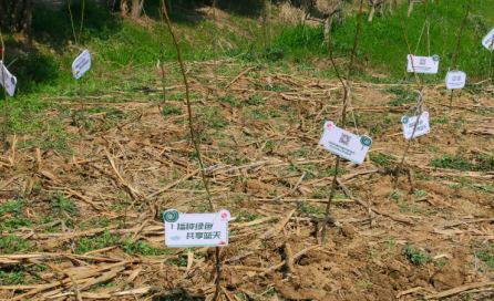 冠航機(jī)械開展“草長鶯飛日、植樹增綠時(shí)”主題活動(dòng)